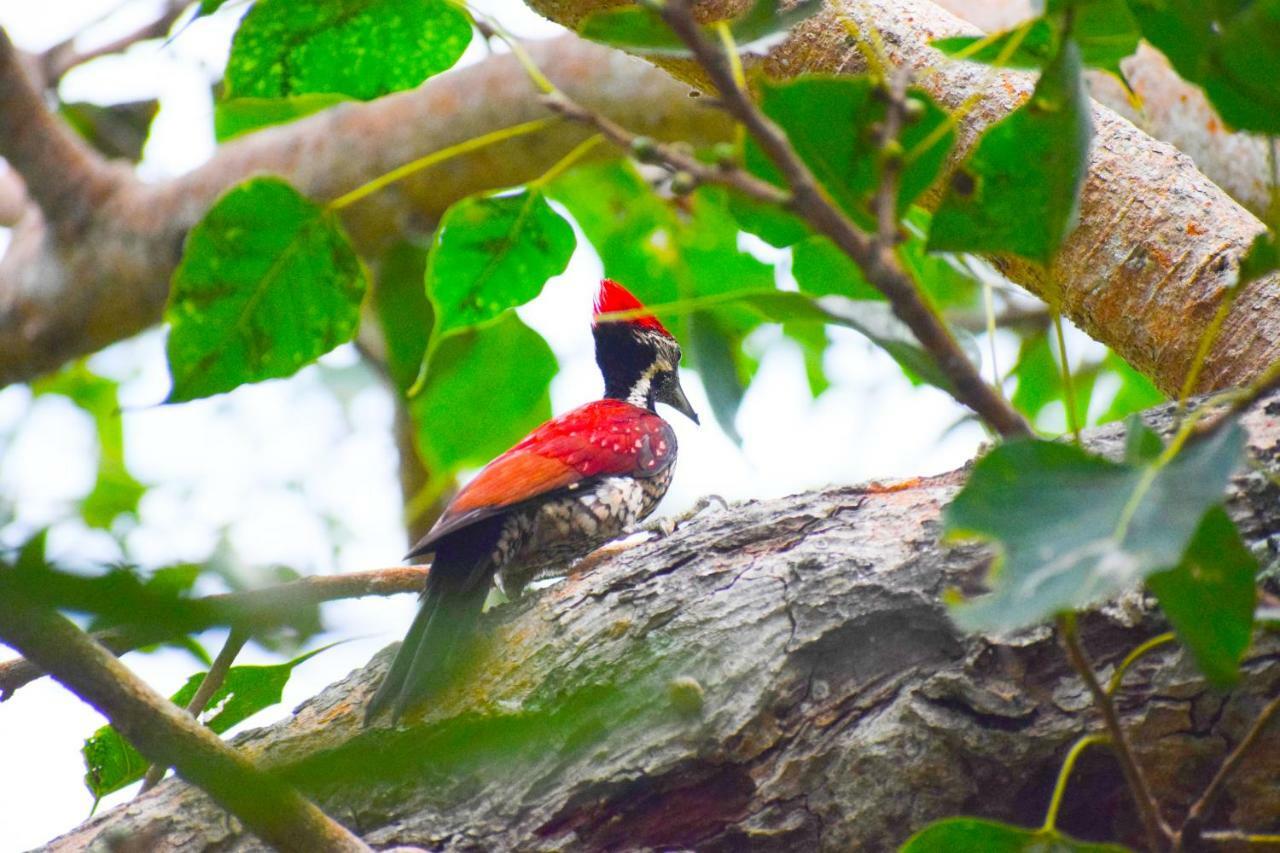 Hotel Birds View Тиссамахарама Экстерьер фото