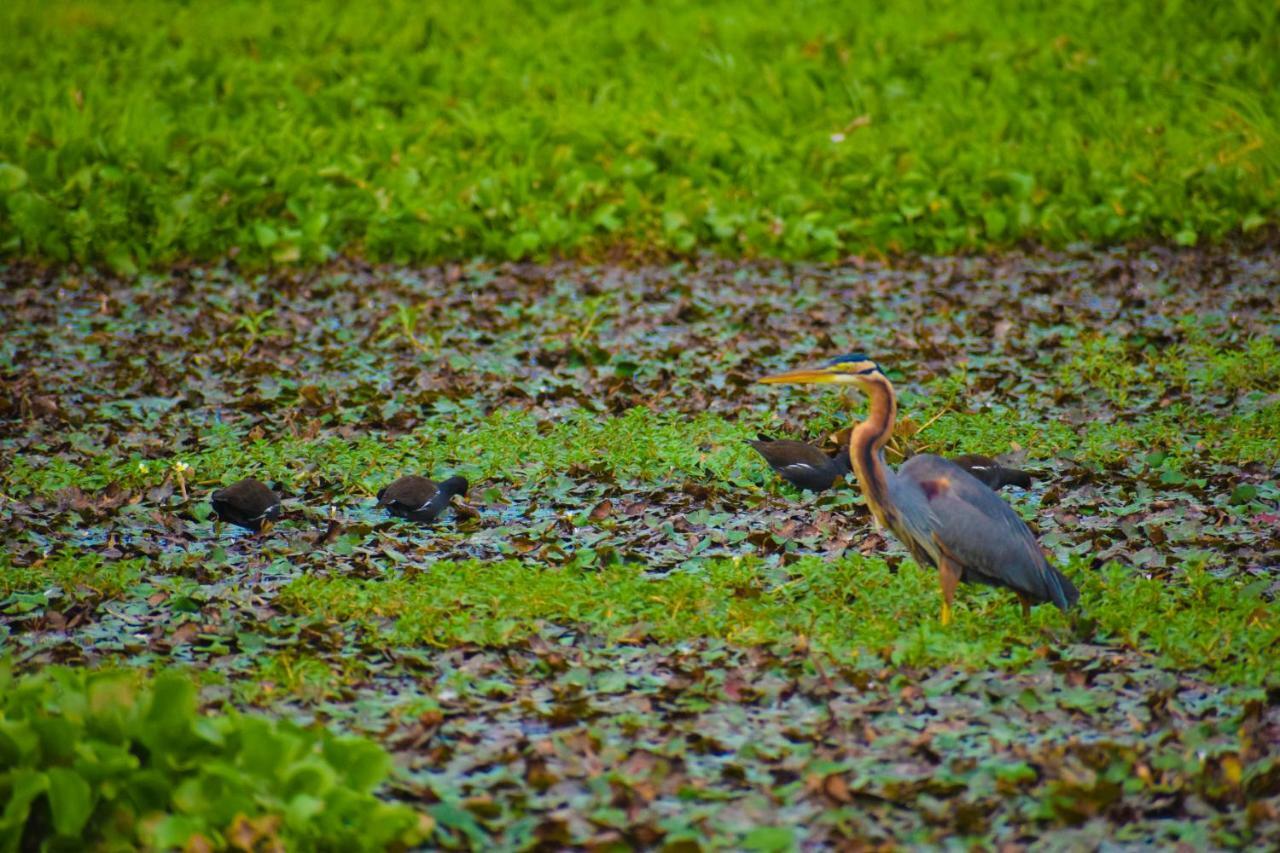 Hotel Birds View Тиссамахарама Экстерьер фото