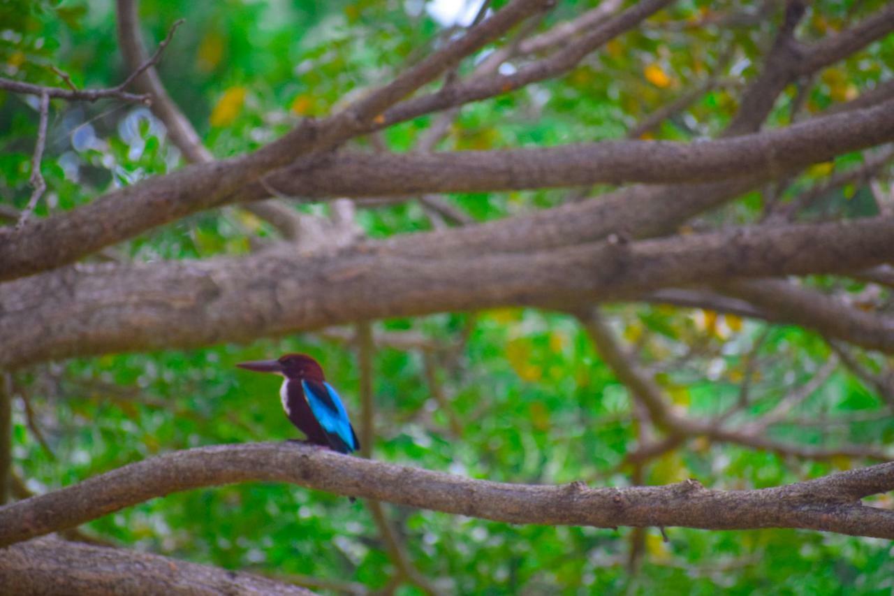 Hotel Birds View Тиссамахарама Экстерьер фото